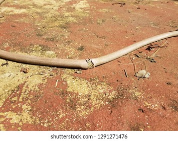 Old Broken Garden Hose On Red Cement