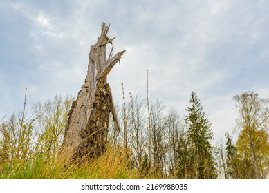 Old Broken Tree After Storm Damage.one Tree Trunk Broken By Strong Winds In The Forest.Spring Cloudy Day.