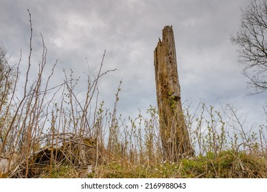 Old Broken Tree After Storm Damage.one Tree Trunk Broken By Strong Winds In The Forest.Spring Cloudy Day.