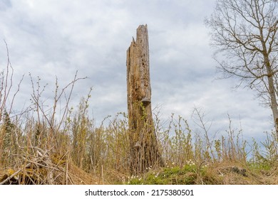 Old Broken Tree After Storm Damage.one Tree Trunk Broken By Strong Winds In The Forest.Spring Cloudy Day.