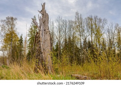 Old Broken Tree After Storm Damage.one Tree Trunk Broken By Strong Winds In The Forest.Spring Cloudy Day.