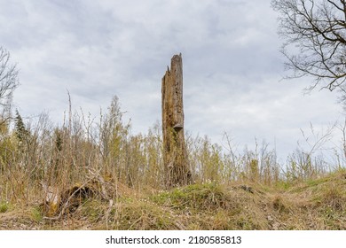 Old Broken Tree After Storm Damage.one Tree Trunk Broken By Strong Winds In The Forest.Spring Cloudy Day.