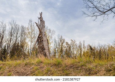 Old Broken Tree After Storm Damage.one Tree Trunk Broken By Strong Winds In The Forest.Spring Cloudy Day.