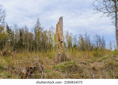 Old Broken Tree After Storm Damage.one Tree Trunk Broken By Strong Winds In The Forest.Spring Cloudy Day.