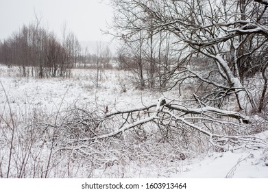 Old Broken Tree Under Fresh Snow In Winter. Winter Landscape In Inclement Weather  In Russia