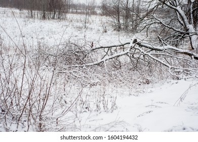 Old Broken Tree Under Fresh Snow In Winter. Winter Landscape In Inclement Weather  In Russia