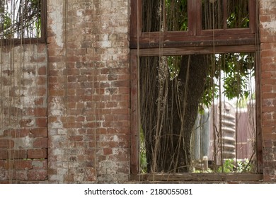 Old broken window on a vintage brick wall with plants outside and bail creeping on it