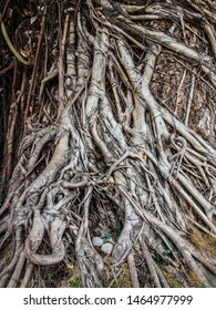 Old Brown Balete Tree Roots In The Philippines