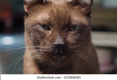 Old brown cat with eye discharge looking camera.Nasal discharge in cat.Feline Upper Respiratory Infections.