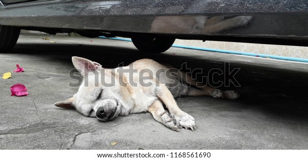 Old brown dog sleep on the cement floor Sleeping
under the car.