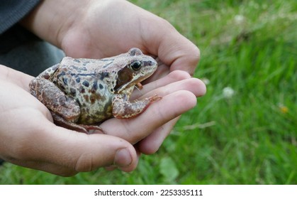 Old Brown frog (Rana temporaria) on a boy's hand. No aversion to amphibians and reptiles. Nature's trust should be valued - Shutterstock ID 2253335111
