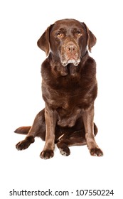 Old Brown Labrador Dog Isolated On White Background. Studio Shot.