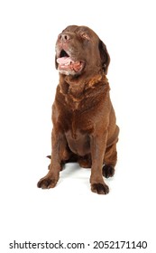 Old Brown Labrador Sitting Isolated On White 