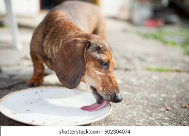 An Old Brown Sick Dog Trying To Eat Some Food For His Better Condition