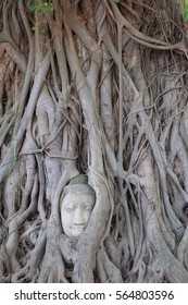 Old Buddha head in tree