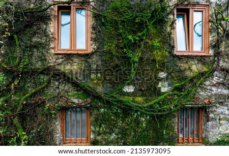 Old building covered with green vine and moss. Green creeping plant climbing on wall of house. Eco-friendly building. Facade of building decor with ivy. Sustainable building. Close to nature. 