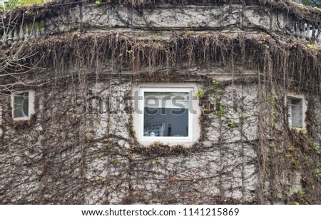 Old building window. Abandoned building with trees. House with vine on the wall. Abandoned house in the city