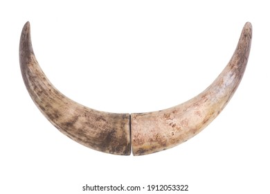 Old Bull Horn Isolated On White Background