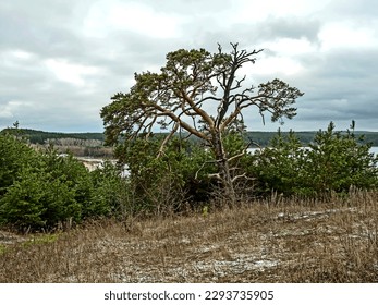 old burnt mangled pine tree on top of a hill