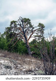 old burnt mangled pine tree on top of a hill