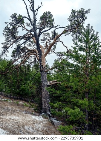 old burnt mangled pine tree on top of a hill