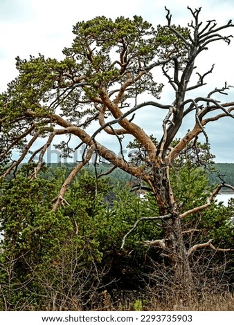 old burnt mangled pine tree on top of a hill