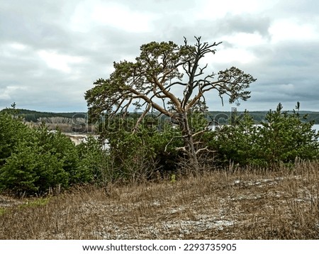 old burnt mangled pine tree on top of a hill