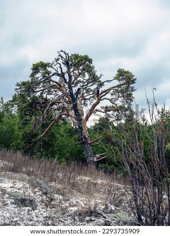 old burnt mangled pine tree on top of a hill