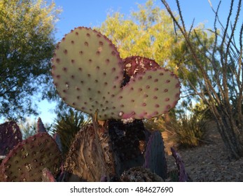 Old cactus