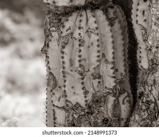 Old Cactus With Dry Rot