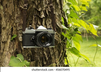 Old camera hanging on a tree. sepia style image.