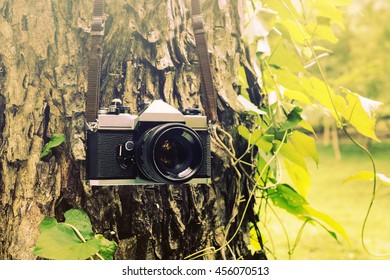 Old camera hanging on a tree. sepia style image.