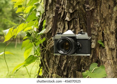 Old camera hanging on a tree. sepia style image.