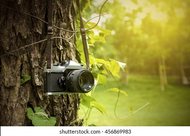 Old camera hanging on a tree. sepia style image.