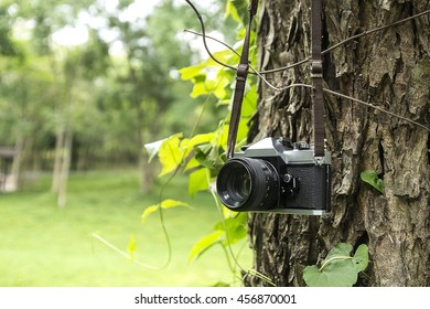 Old camera hanging on a tree. sepia style image.