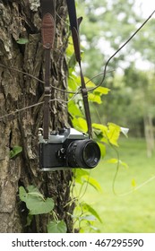 Old camera hanging on a tree. sepia style image.