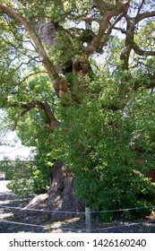 Old Camphor Tree Of Suga Shrine In Fujieda City, Shizuoka Prefecture, Japan