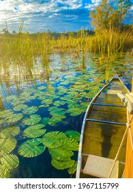 Old canoe on lily pad lake in the early morning sunrise with tall lake grass florida everglades nature summer