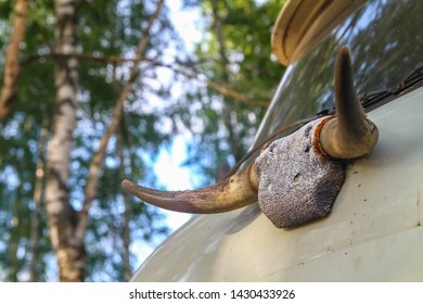 Old Car With Cow Horns On The Cab