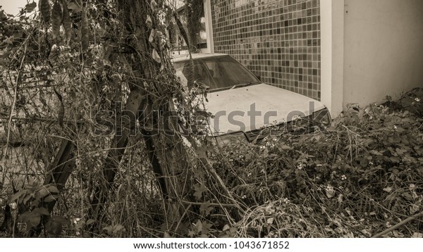 old car and
plants