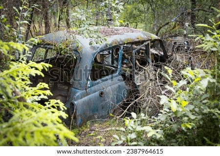 Old car rotting in a forest, overgrown by plants