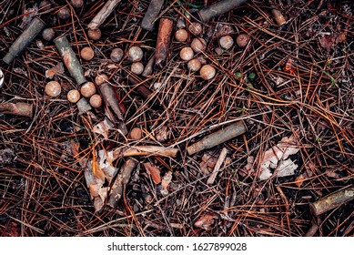 Old Cartridges And Buckshot. In The Forest.