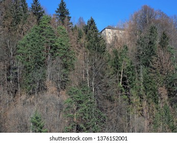 Old Castle in Forest