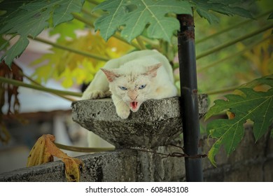 Old cat