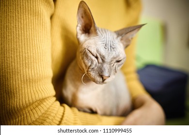 old cat on the womans hands. old ugly cat of the Sphynx breed in the hands of the mistress