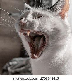 Old cat shows decayed teeth, feline dentistry and oral hygiene in animals, tartar in cats and inflammation of the gums