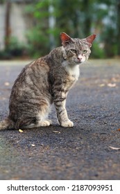 An Old Cat Sitting In The Street Isolated On Blurred Background