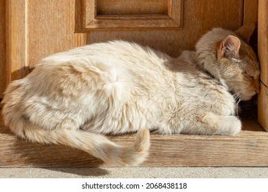 Old Cat Sleeping ,Pressing Its Head Against A  Wall,  Nervous System Disorder