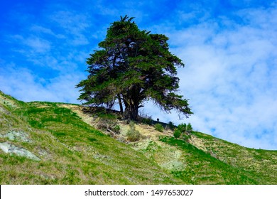 An Old Cedar Tree In New Zealand 