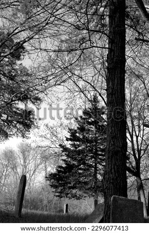 Old Cemetery located in Rural Missouri in Black and White View of Old Grave Pine Tree and Other Trees.  